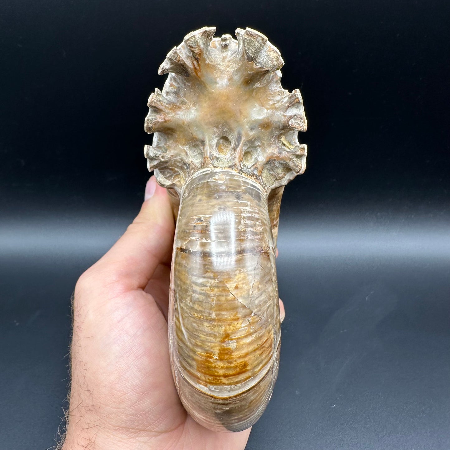 Puzosia Ammonite Fossil With Stand - Cretaceous Ammonite Madagascar