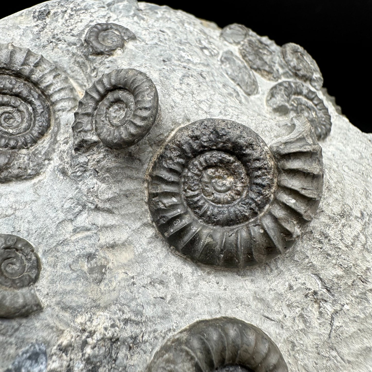 Arnioceras ammonite shell fossil with stand - Whitby, North Yorkshire Jurassic Coast Yorkshire Fossils