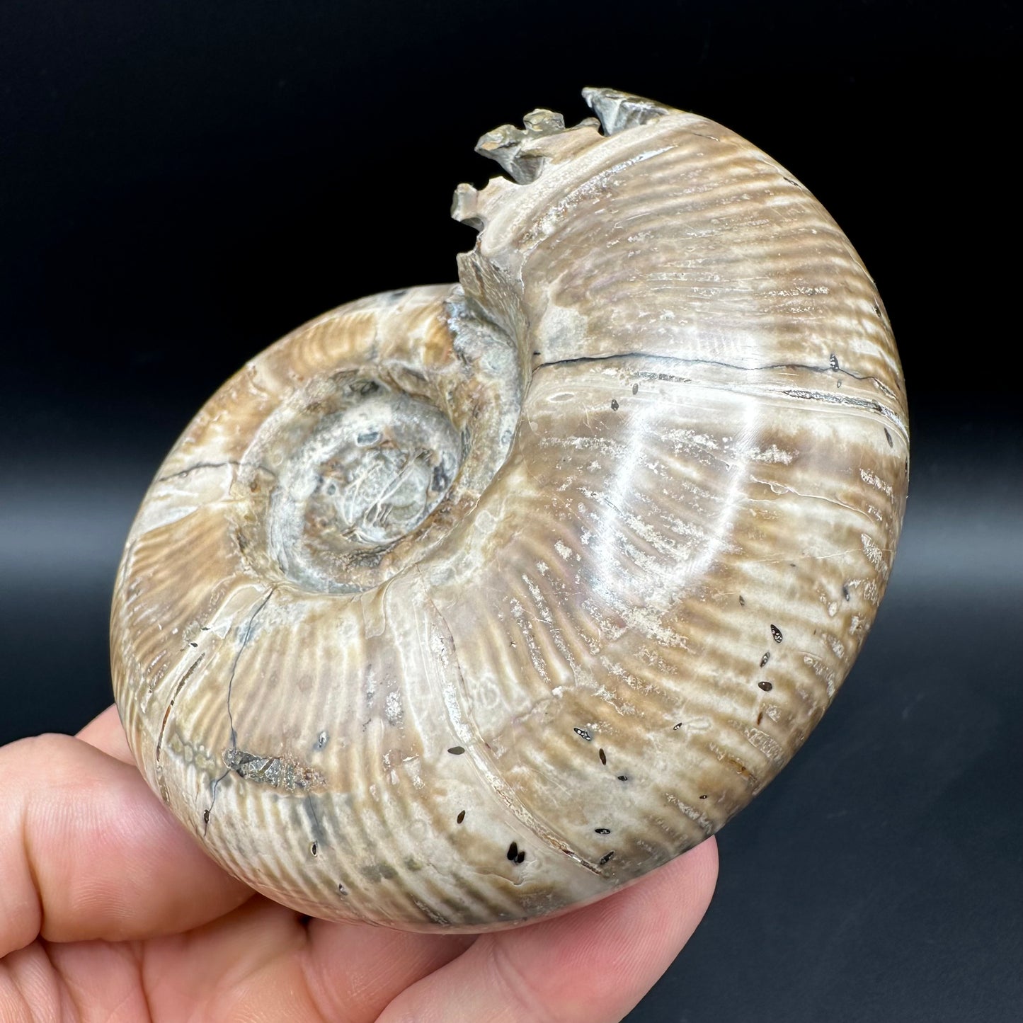 Puzosia Ammonite Fossil With Box And Stand - Cretaceous Ammonite Madagascar