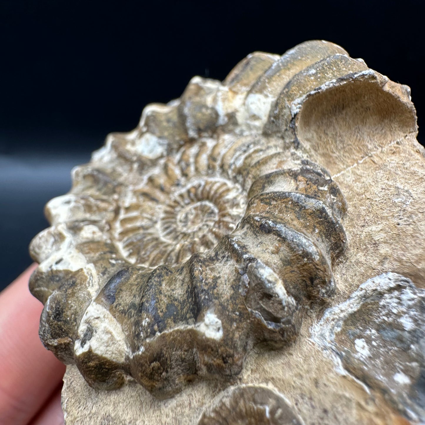 Androgynoceras capricornus Ammonite fossil with box and stand - Whitby, North Yorkshire Jurassic Coast Yorkshire Fossils