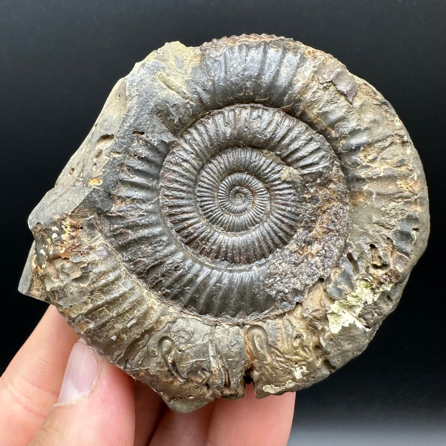Dactylioceras Ammonite nodule (split pair) Fossil With Box And Stand - Whitby, North Yorkshire Jurassic Coast Yorkshire Fossils