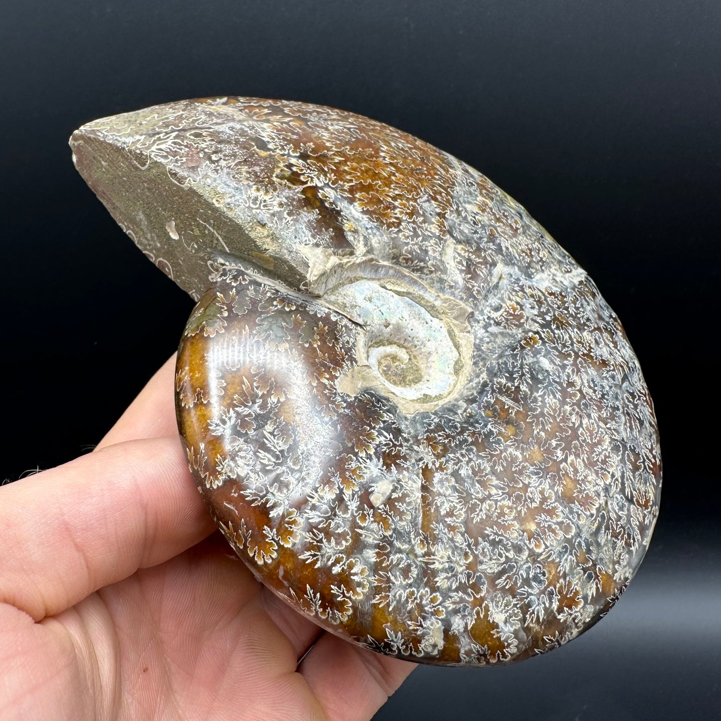 Cleoniceras Ammonite Fossil With Stand - Cretaceous Ammonite Madagascar