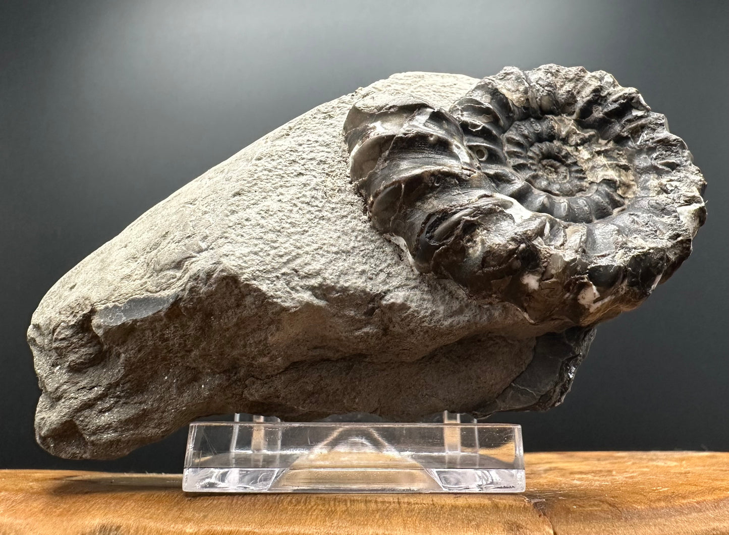 Androgynoceras maculatum ammonite fossil with box and stand - Whitby, North Yorkshire Jurassic Coast Yorkshire Fossils