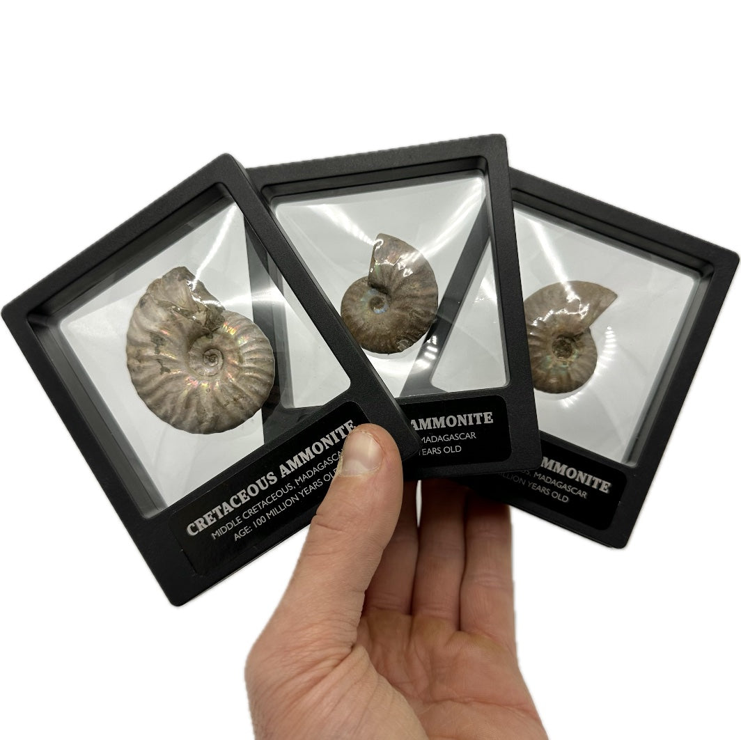 White Iridescent Madagascan Ammonite Fossil With Box And Display Case - Cretaceous Ammonite Fossil Madagascar