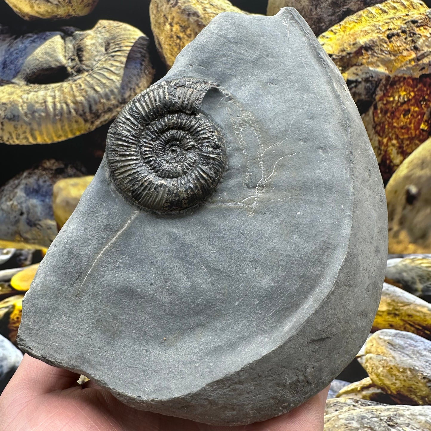 Dactylioceras semicelatum ammonite fossil - Whitby, North Yorkshire Jurassic Coast