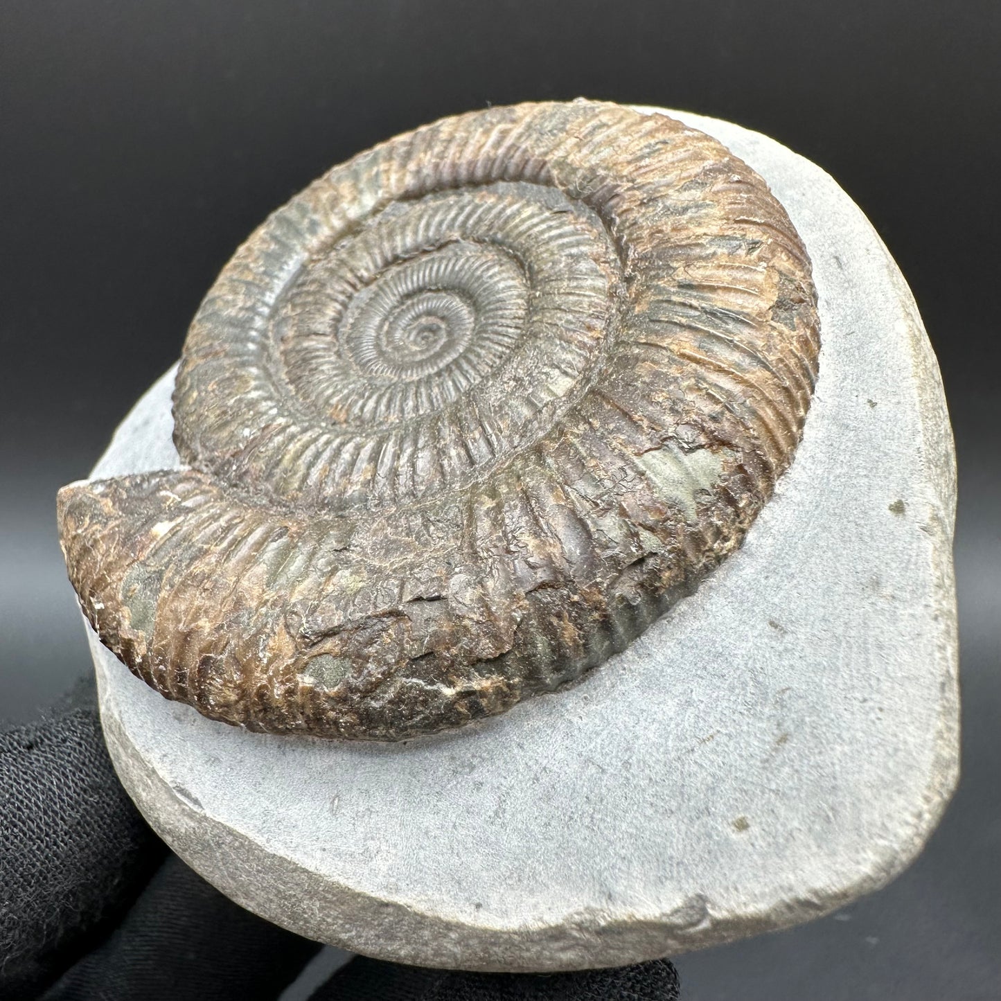 Dactylioceras Ammonite Fossil With Box And Stand - Whitby, North Yorkshire Jurassic Coast Yorkshire Fossils