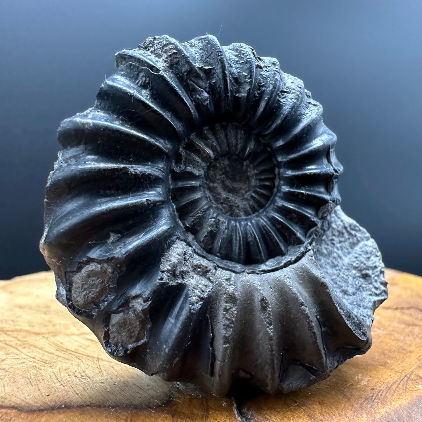 Aegasteroceras sagittarium ammonite fossil with box and stand - Whitby, North Yorkshire Jurassic Coast Yorkshire Fossils