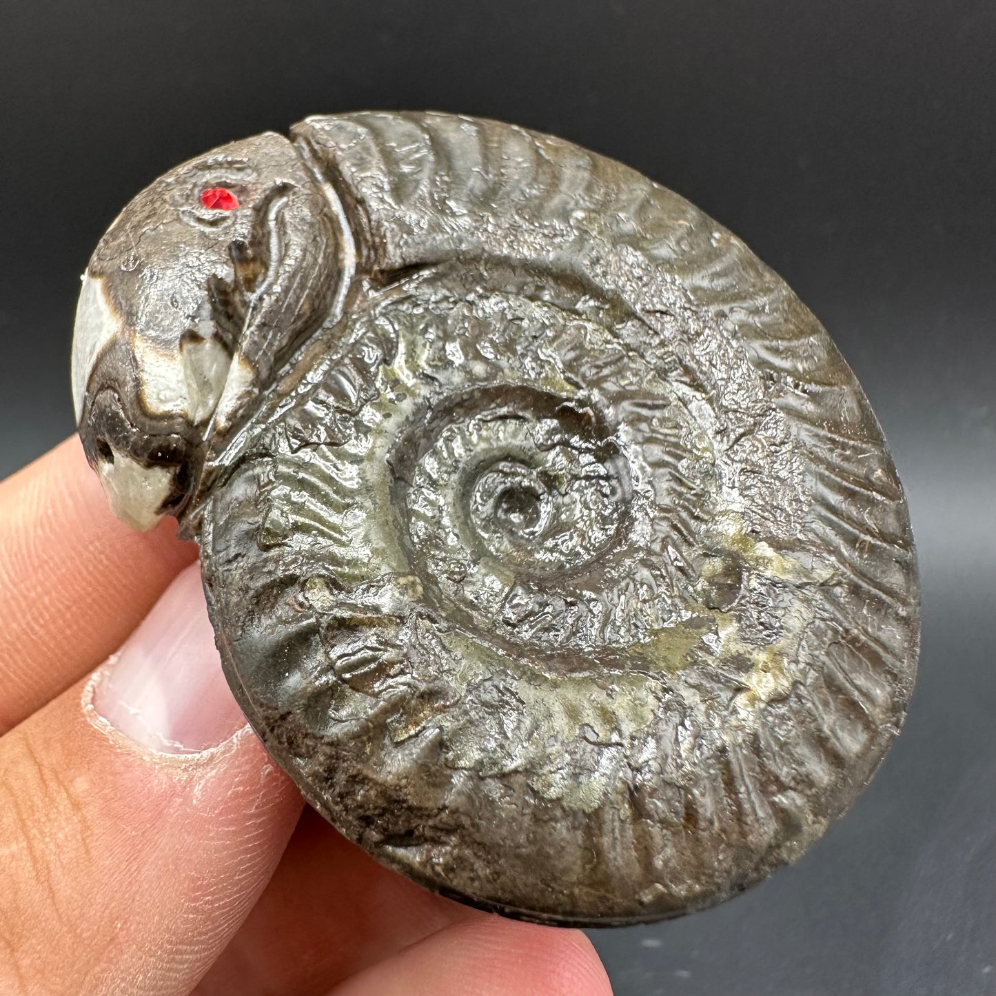 Snakestone Ammonite Fossil With Bag/Box And Stand - Whitby, North Yorkshire Jurassic Coast Yorkshire Fossils