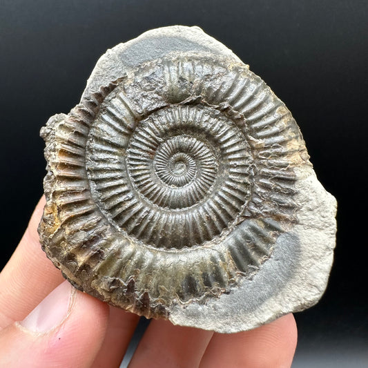 Dactylioceras Ammonite nodule (split pair) Fossil With Box And Stand - Whitby, North Yorkshire Jurassic Coast Yorkshire Fossils