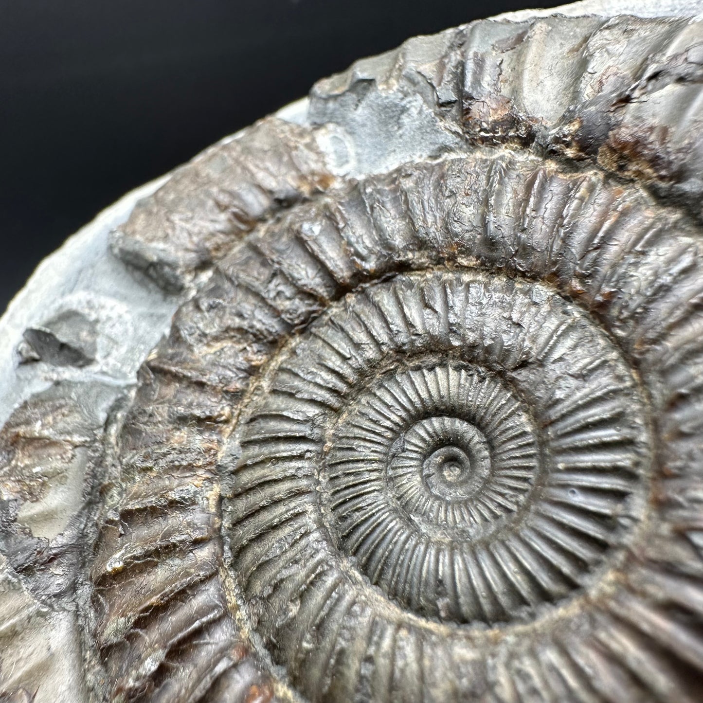 Dactylioceras Ammonite Fossil With box and Stand - Whitby, North Yorkshire Jurassic Coast Yorkshire Fossils