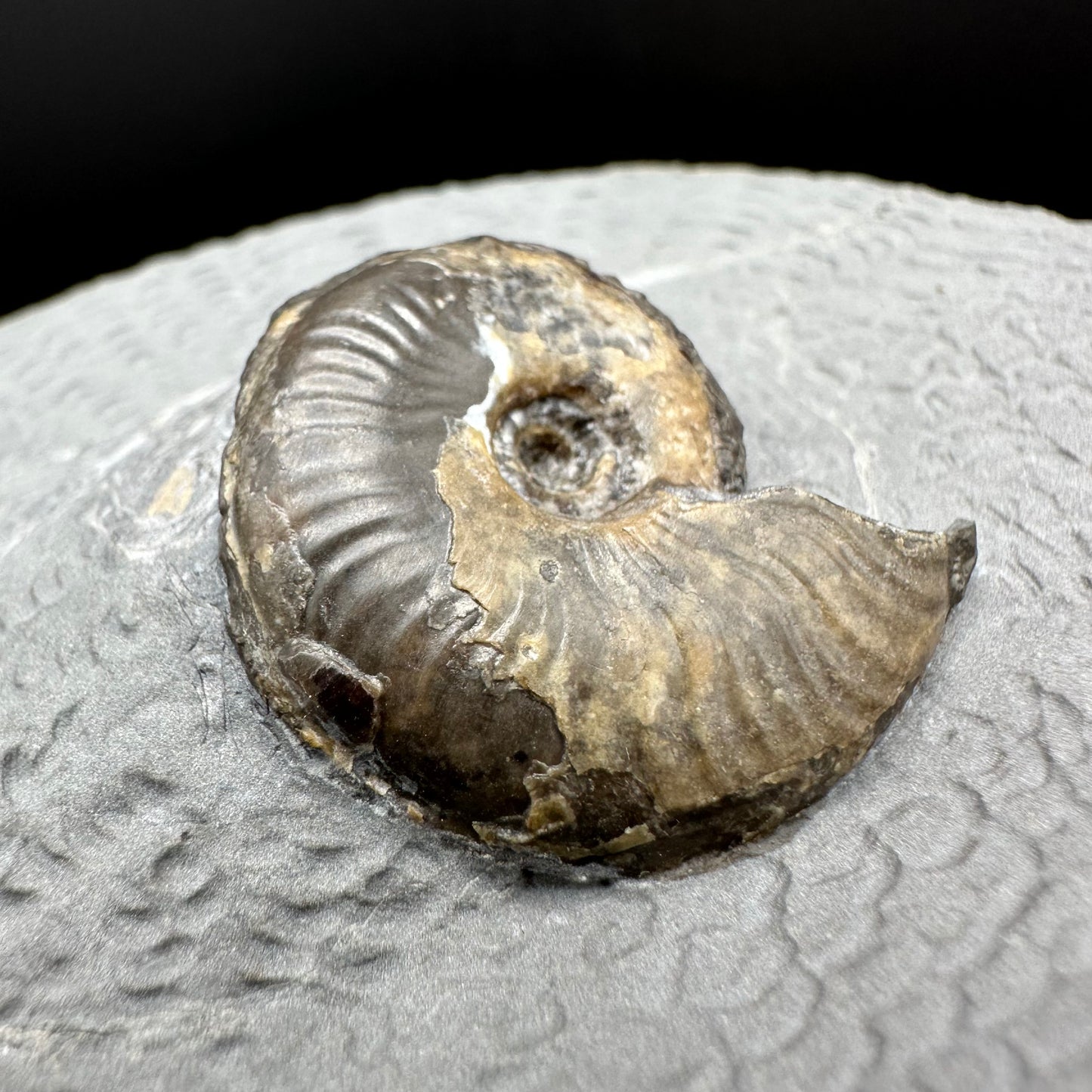Eleganticeras Elegantulum ammonite with box and stand - Whitby, North Yorkshire Jurassic Coast, Yorkshire Fossils