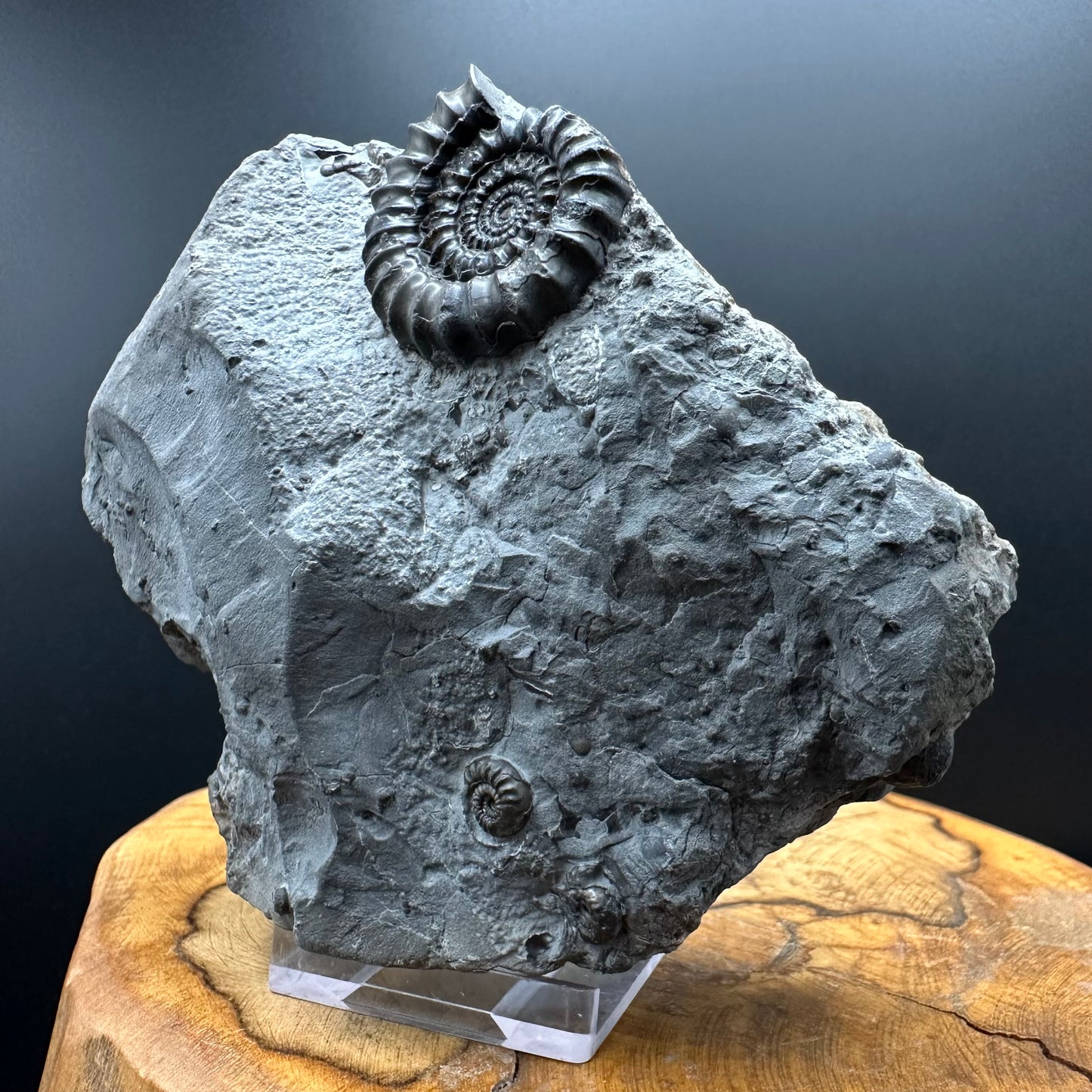 Gagaticeras Ammonite fossil with box and stand - Whitby, North Yorkshire Jurassic Coast Yorkshire Fossils