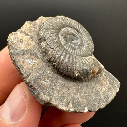Dactylioceras Ammonite Fossil Gift Set - Whitby, North Yorkshire Jurassic Coast Yorkshire Fossils