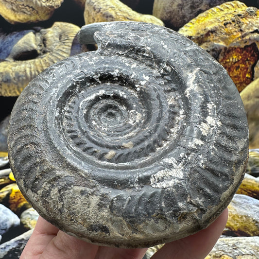 Hildoceras lusitanicum ammonite fossil - Whitby, North Yorkshire Jurassic Coast, Yorkshire Fossils
