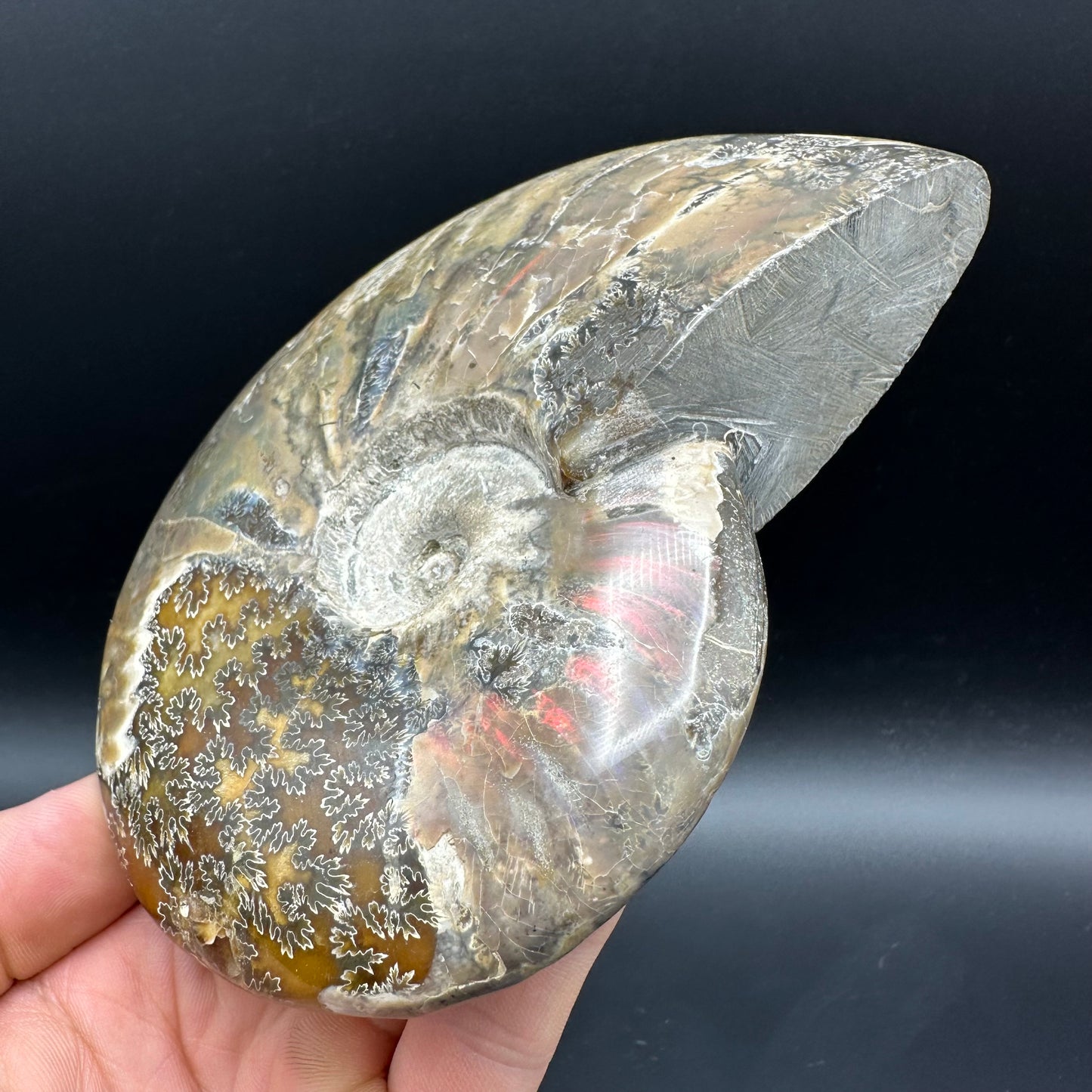 Cleoniceras Ammonite Fossil With Stand - Cretaceous Ammonite Madagascar