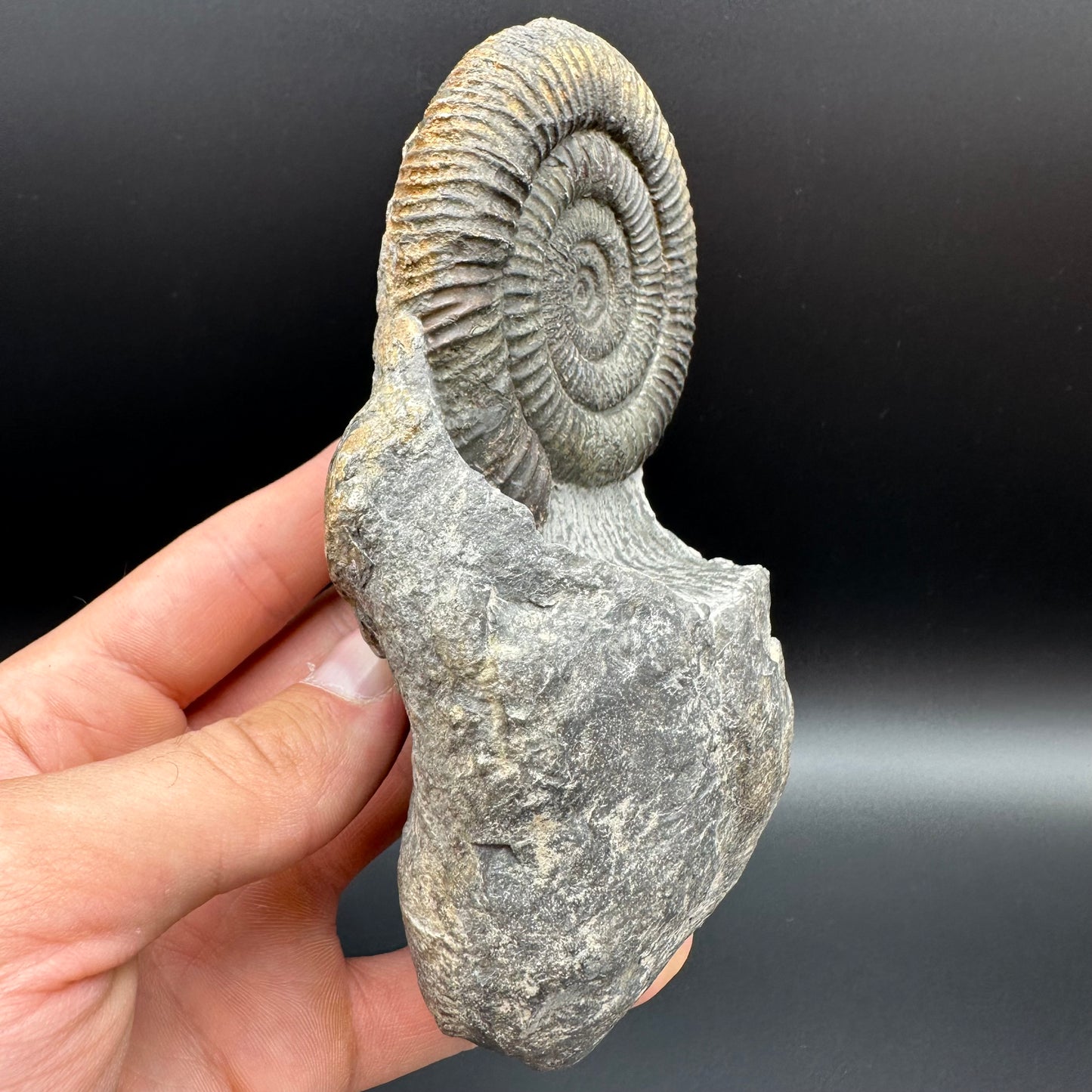 Dactylioceras Ammonite Fossil With Stand - Whitby, North Yorkshire Jurassic Coast Yorkshire Fossils