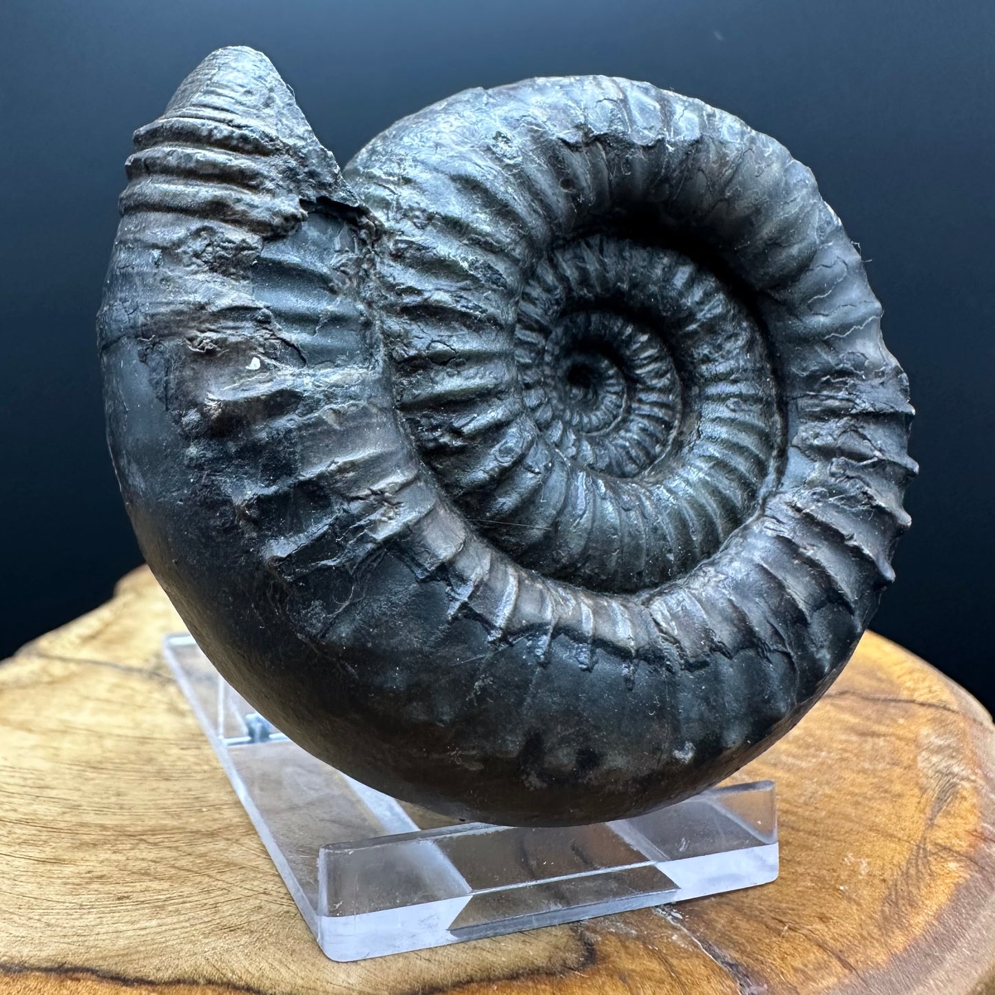 Nodicoeloceras Sp. Ammonite Fossil With Box And Stand - Whitby, North Yorkshire Jurassic Coast Yorkshire Fossils