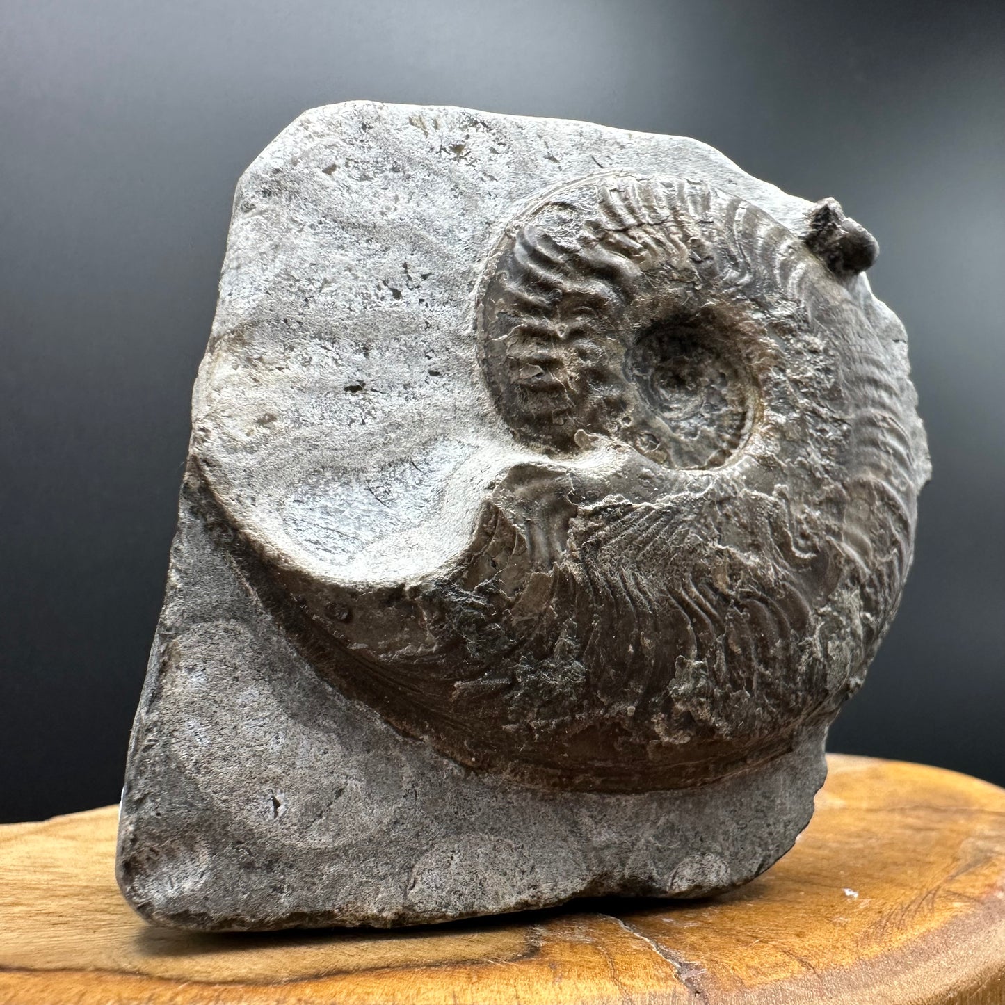 Harpoceras Sp. Ammonite fossil with box and stand - Whitby, North Yorkshire Jurassic Coast Yorkshire Fossils