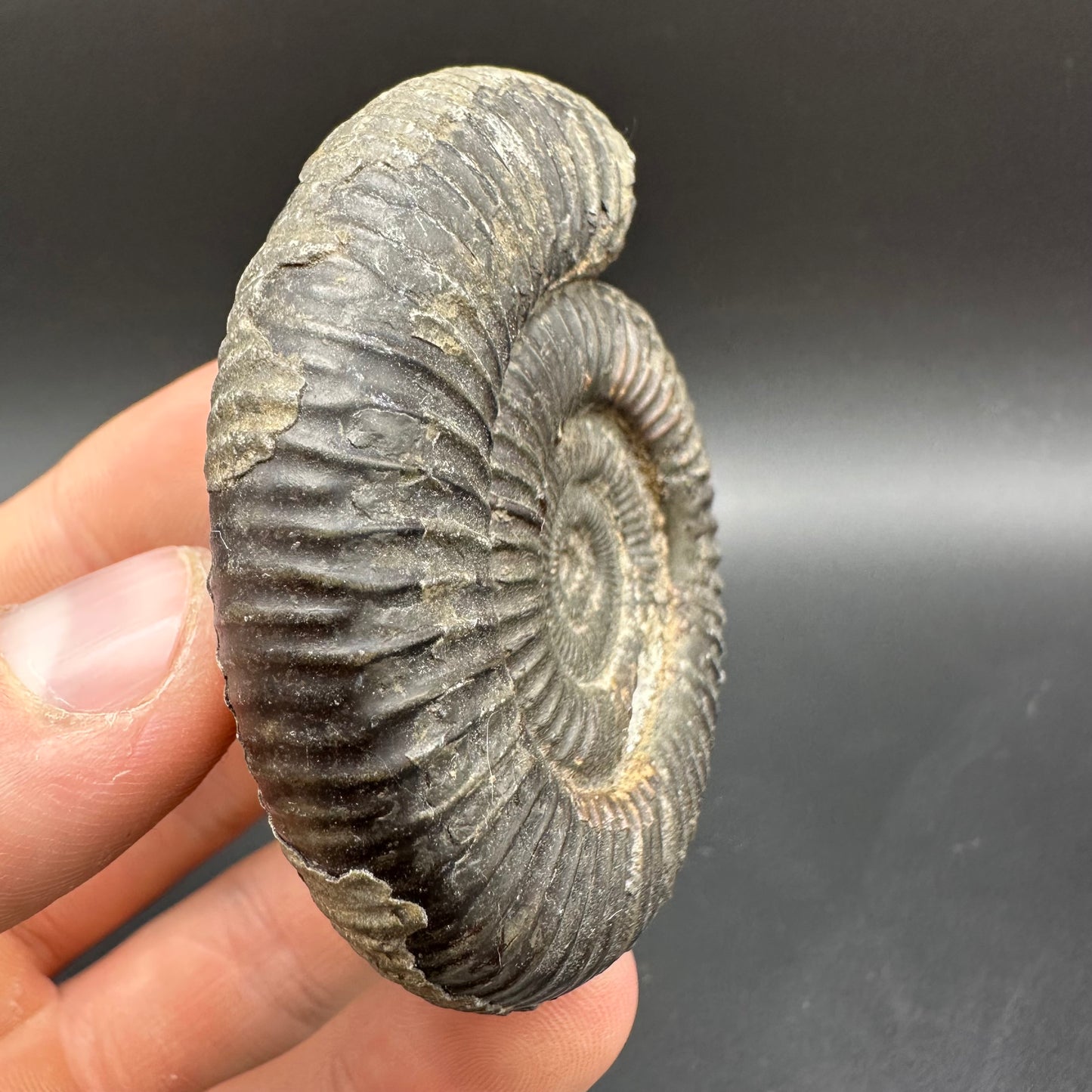 Dactylioceras Ammonite Fossil With Box And Stand - Whitby, North Yorkshire Jurassic Coast Yorkshire Fossils