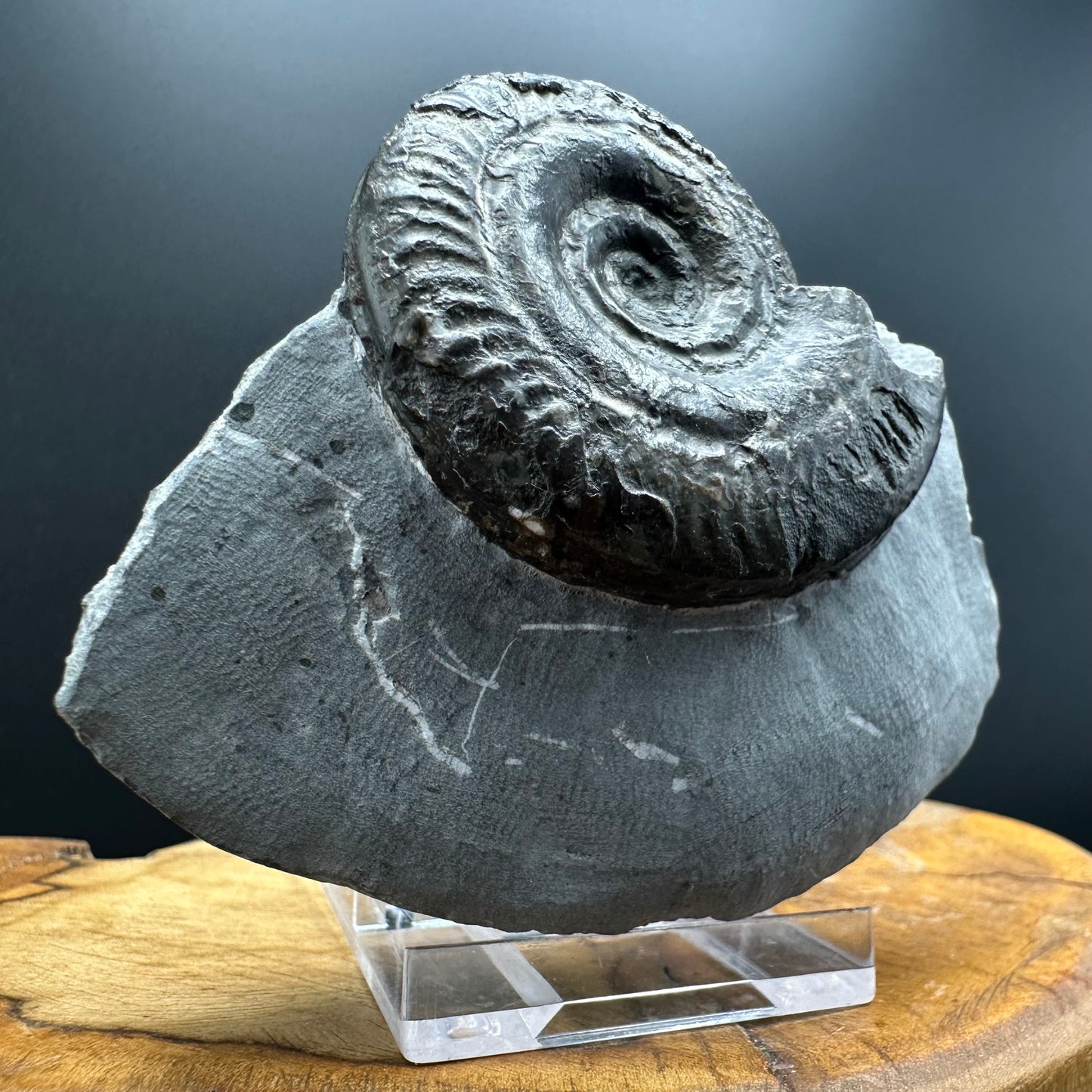 Hildoceras Bifrons Ammonite fossil with box and stand - Whitby, North Yorkshire Jurassic Coast, Yorkshire Fossils from the Jurassic Coast