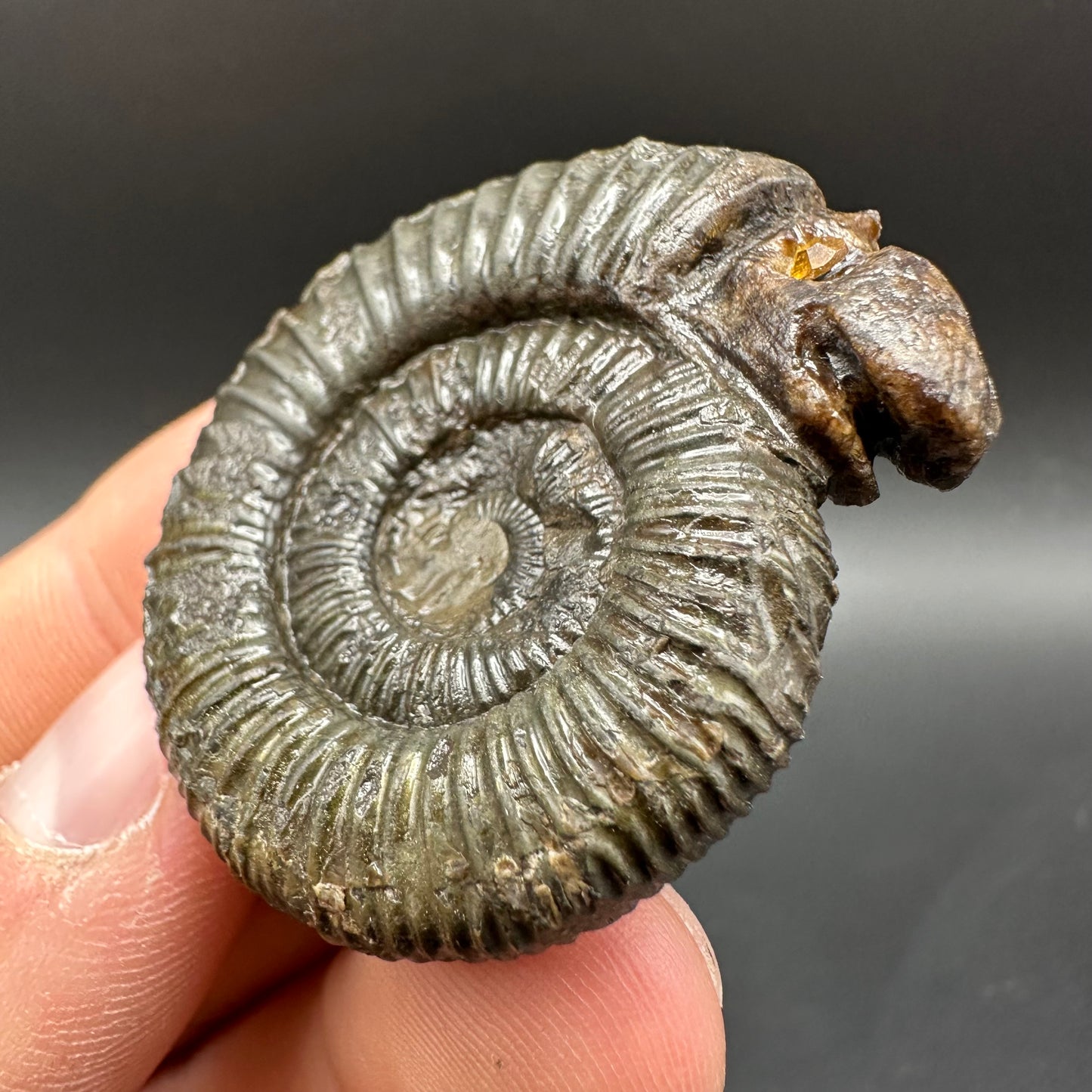 Snakestone Ammonite Fossil With Bag/Box And Stand - Whitby, North Yorkshire Jurassic Coast Yorkshire Fossils