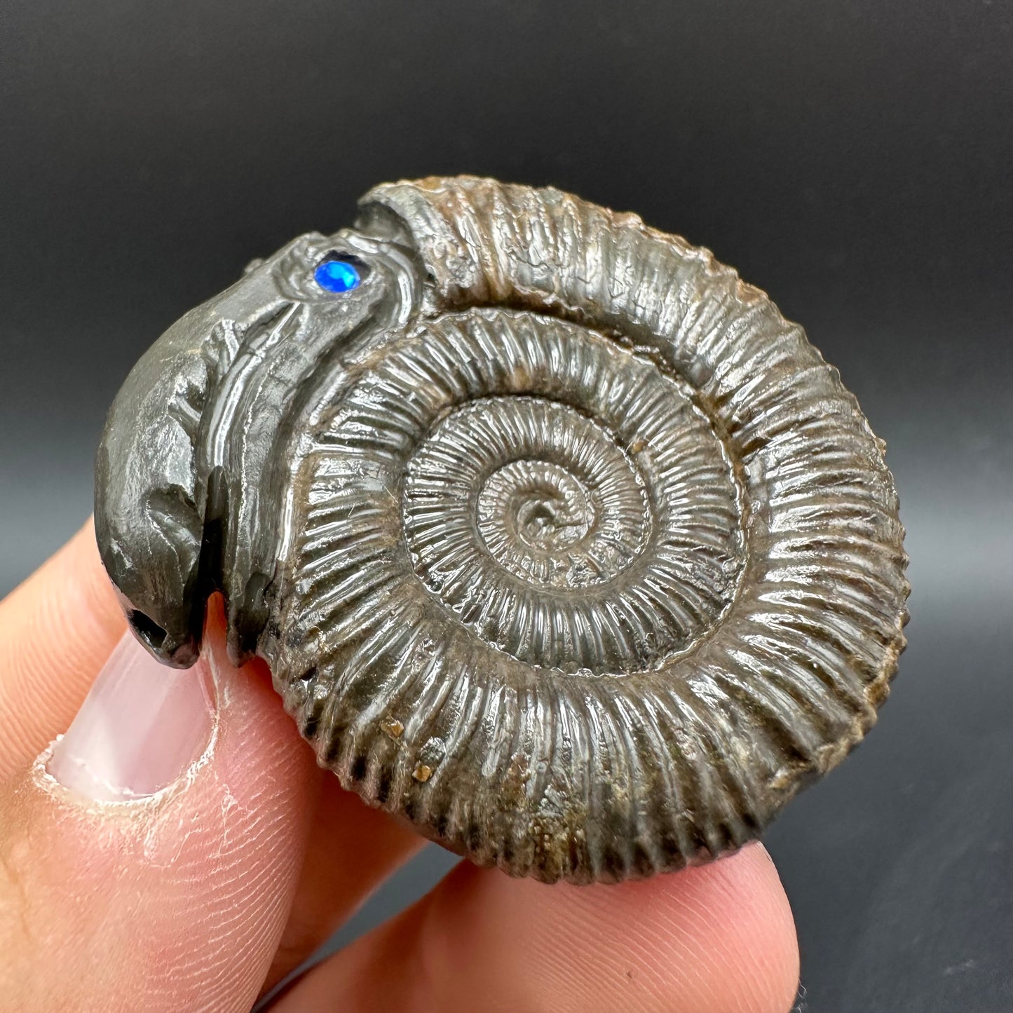 Snakestone Ammonite Fossil With Bag/Box And Stand - Whitby, North Yorkshire Jurassic Coast Yorkshire Fossils