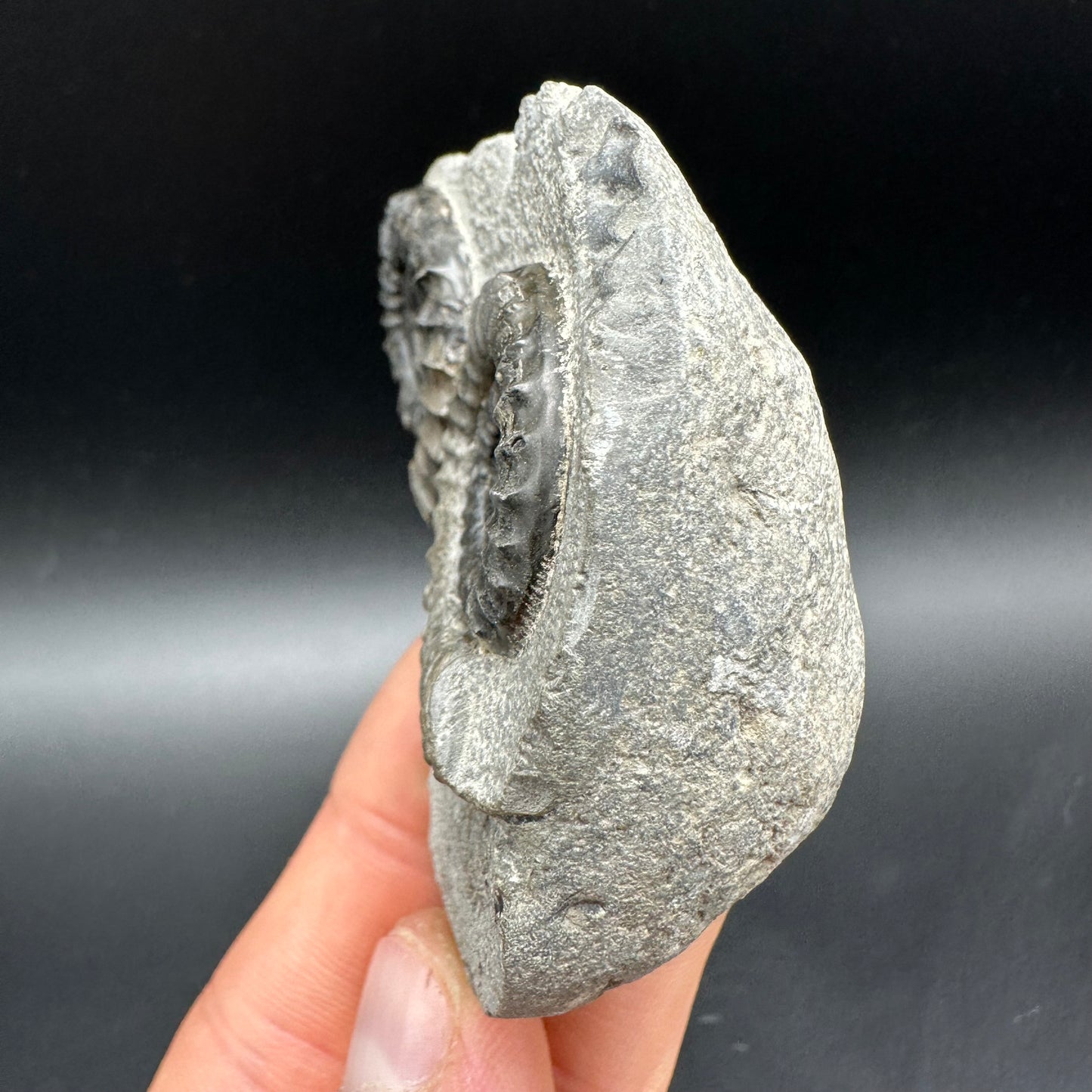 Arnioceras ammonite shell fossil with box and stand - Whitby, North Yorkshire Jurassic Coast Yorkshire Fossils