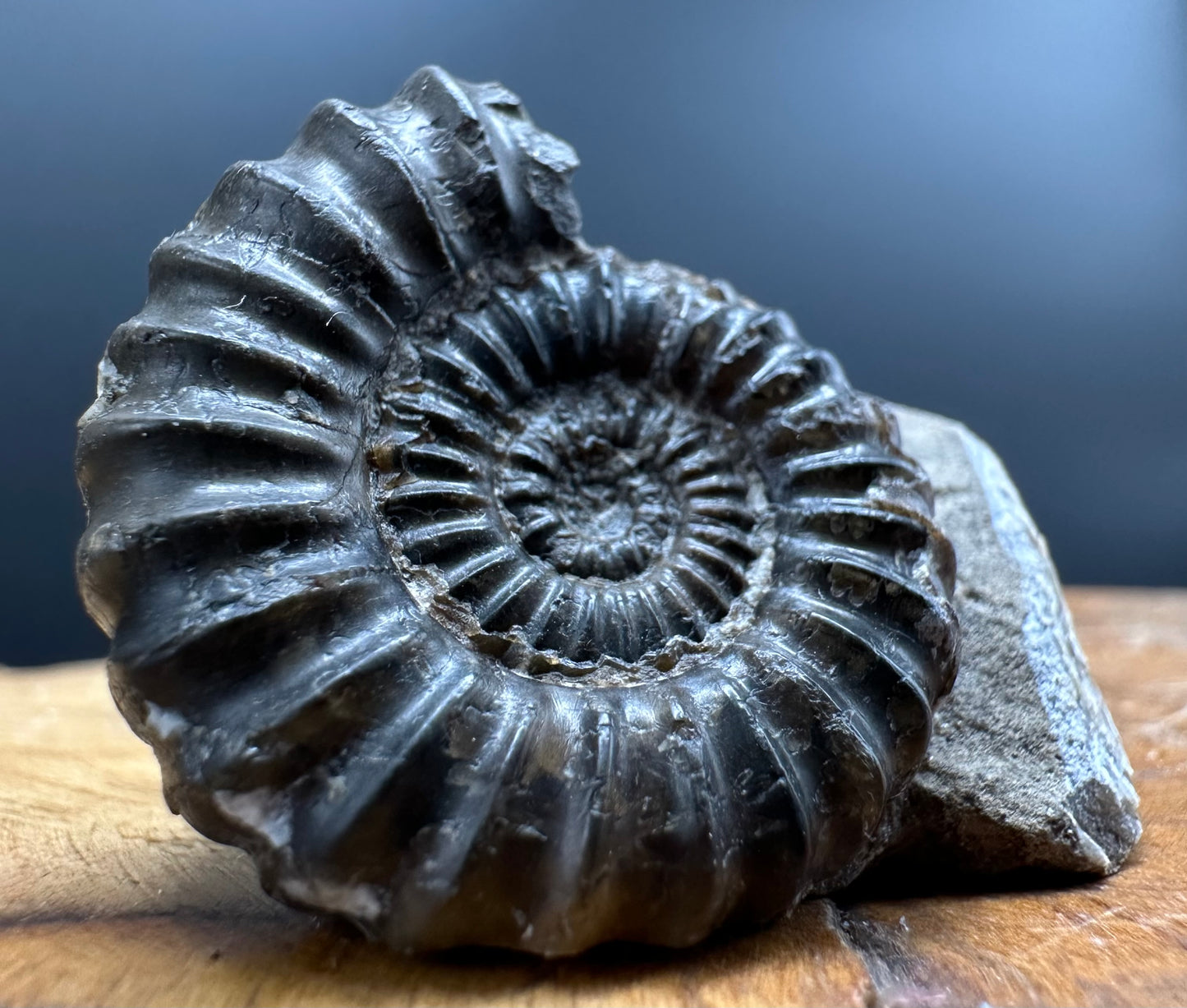 Androgynoceras capricornus Ammonite Fossil With Box And Stand - Whitby, North Yorkshire Jurassic Coast Yorkshire Fossils