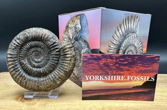 Dactylioceras Ammonite Fossil With box and Stand - Whitby, North Yorkshire Jurassic Coast Yorkshire Fossils
