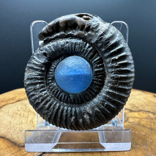 Snakestone Ammonite Fossil With Bag/Box And Stand - Whitby, North Yorkshire Jurassic Coast Yorkshire Fossils