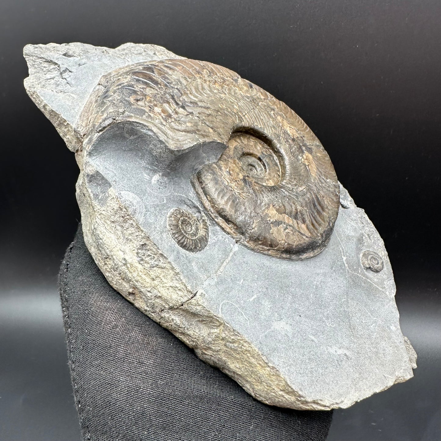 Harpoceras Sp. Ammonite fossil with stand - Whitby, North Yorkshire Jurassic Coast Yorkshire Fossils
