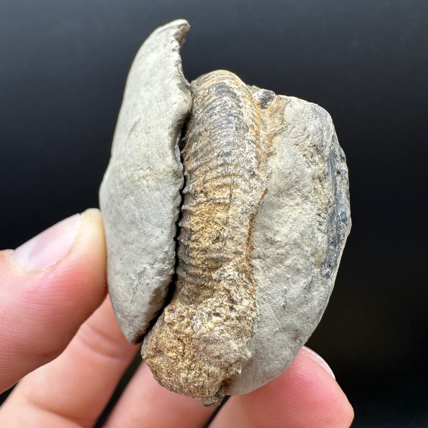 Dactylioceras Ammonite nodule (split pair) Fossil With Box And Stand - Whitby, North Yorkshire Jurassic Coast Yorkshire Fossils