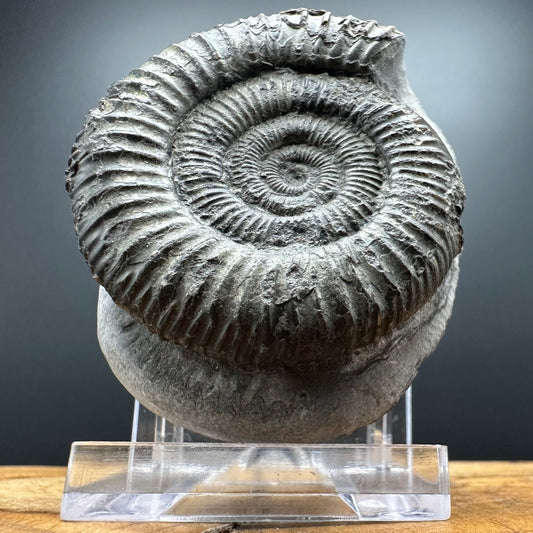 Dactylioceras Ammonite Fossil With box and Stand - Whitby, North Yorkshire Jurassic Coast Yorkshire Fossils