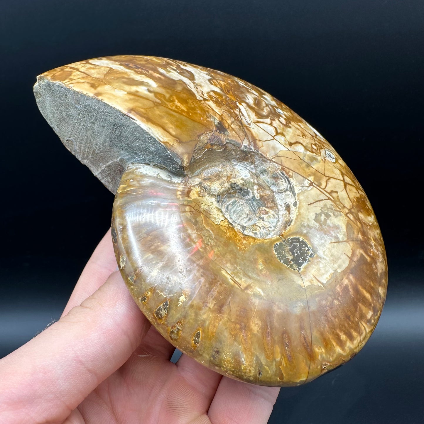 Cleoniceras Ammonite Fossil With Stand - Cretaceous Ammonite Madagascar