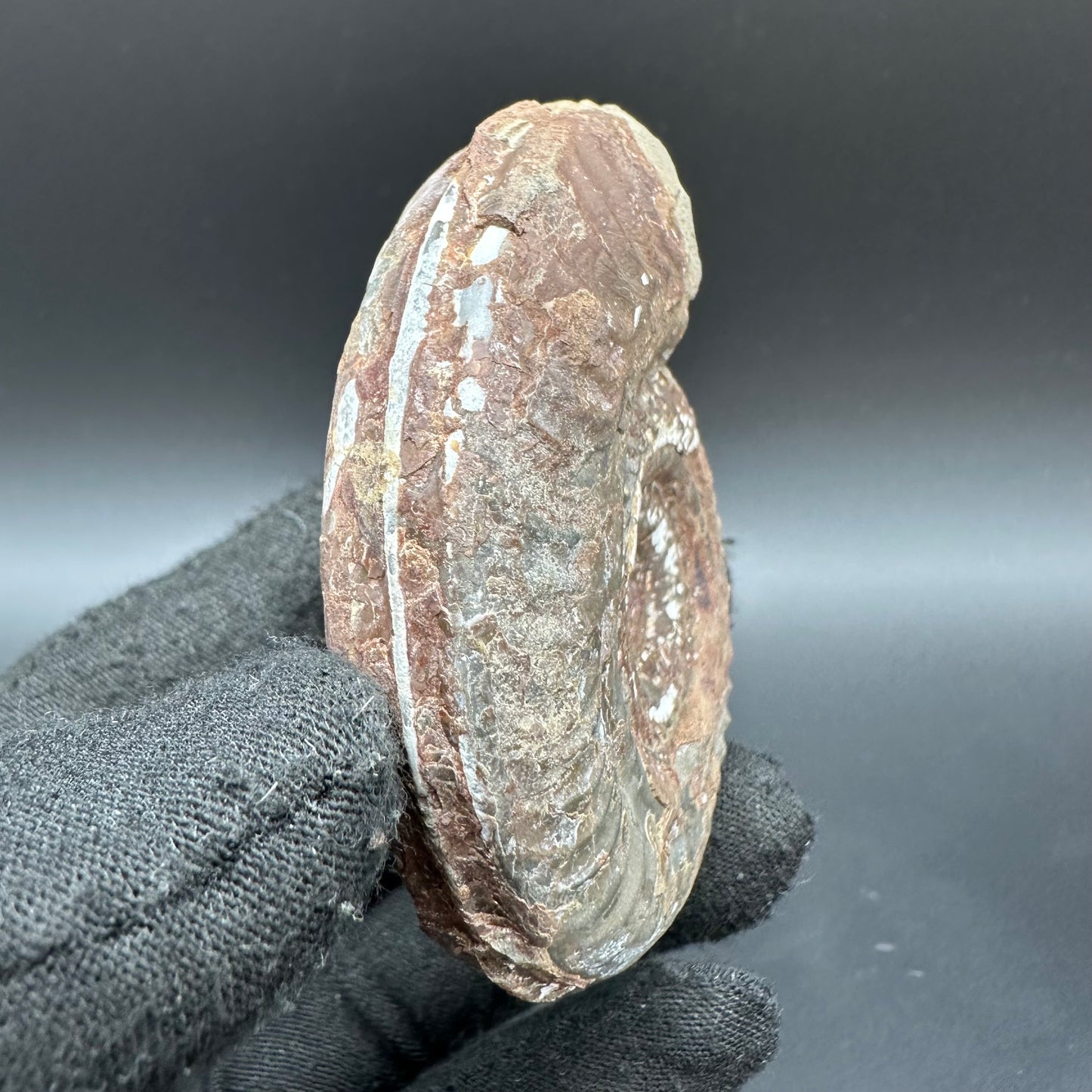 Hildoceras Bifrons Ammonite fossil with box and stand - Whitby, North Yorkshire Jurassic Coast, Yorkshire Fossils from the Jurassic Coast