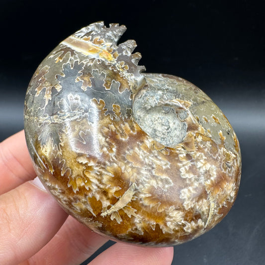 Puzosia Ammonite Fossil With Box And Stand - Cretaceous Ammonite Madagascar
