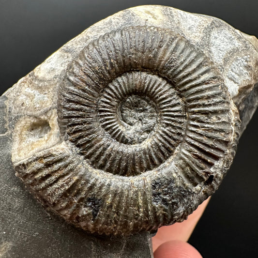 Dactylioceras Ammonite Fossil Gift Set - Whitby, North Yorkshire Jurassic Coast Yorkshire Fossils