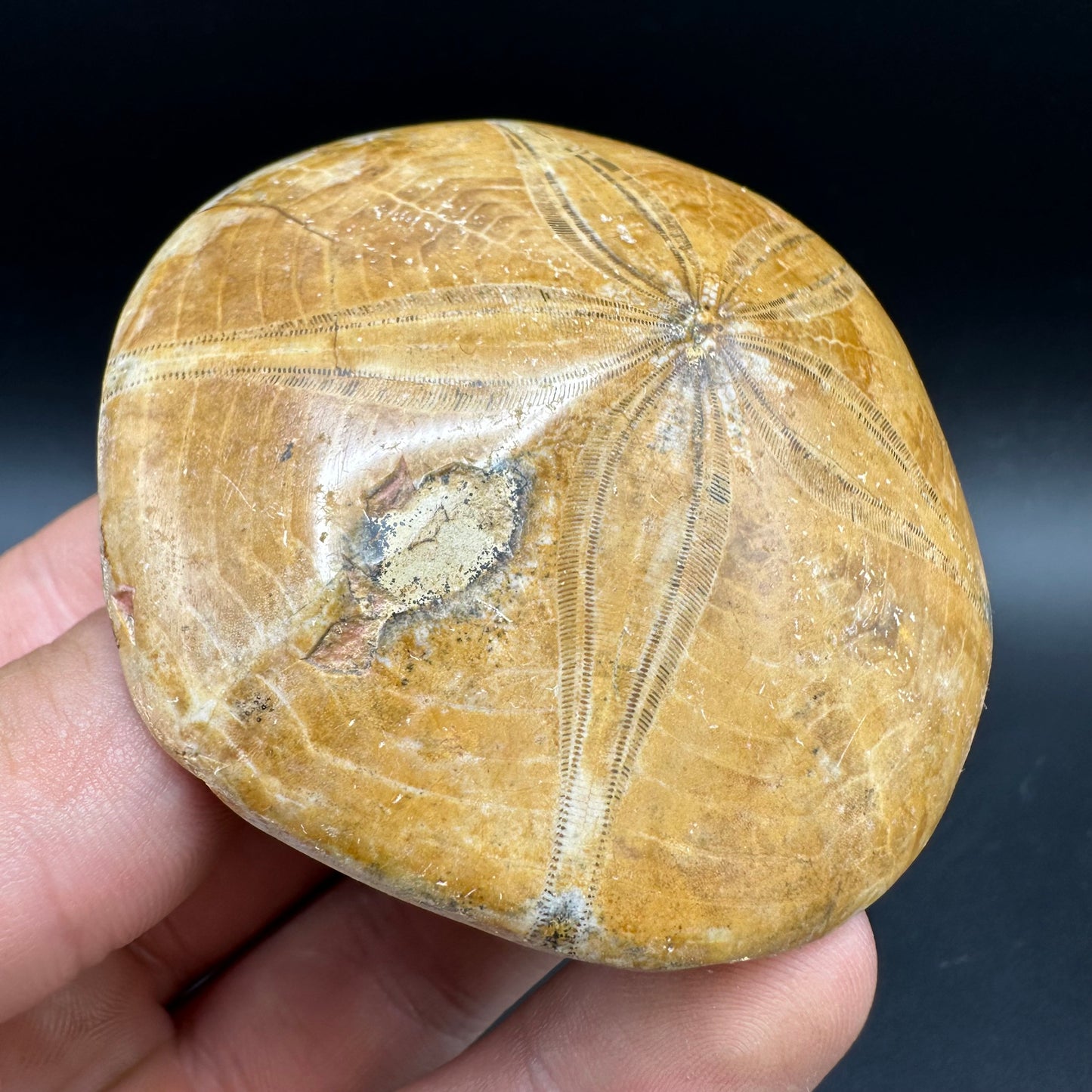 Holectypus Sea Urchin Fossil With Box And Stand - Middle Jurassic Madagascar