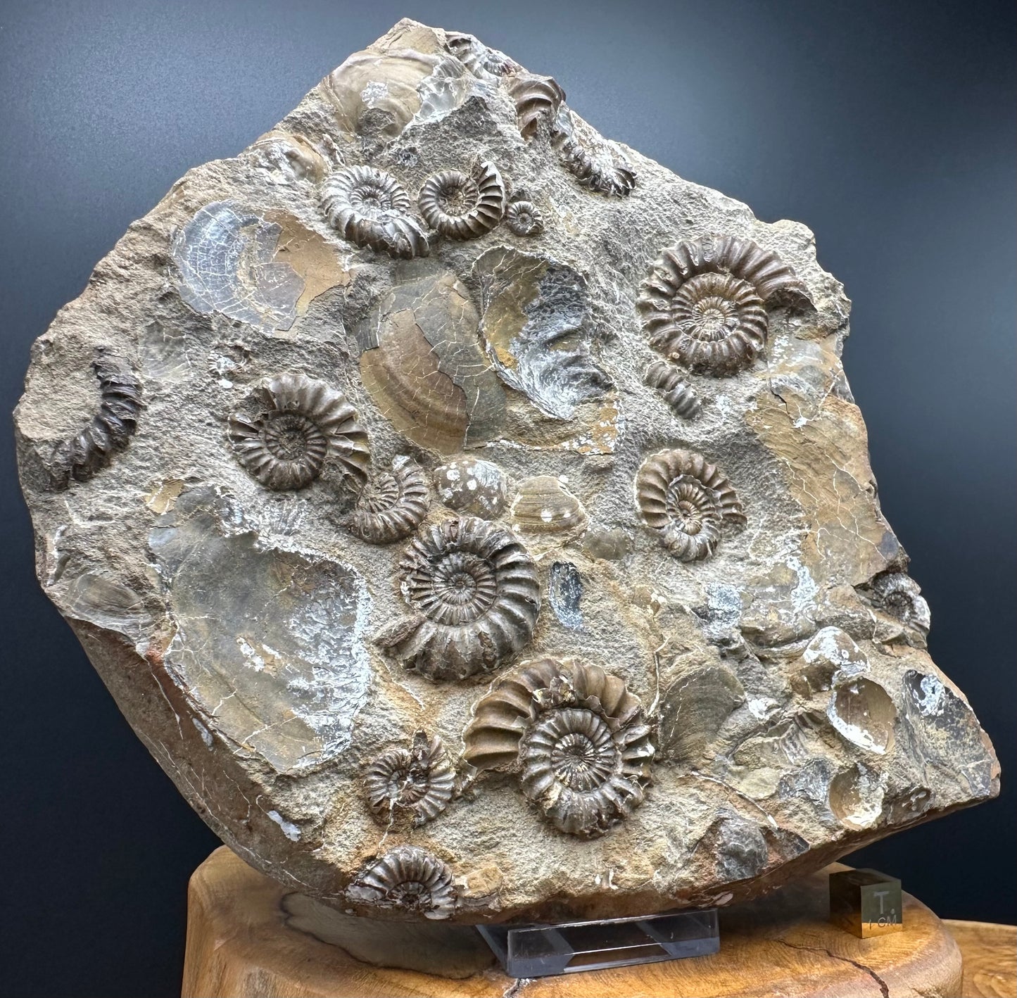 Androgynoceras capricornus Ammonite Fossil With Stand - Whitby, North Yorkshire Jurassic Coast Yorkshire Fossils
