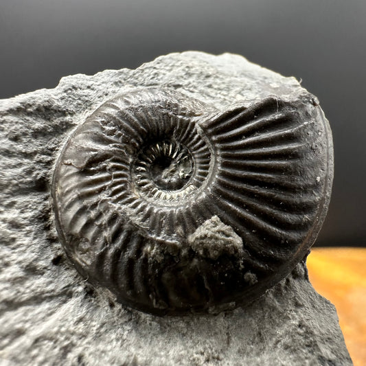 Eparietites Sp. Ammonite fossil with box and stand - Whitby, North Yorkshire Jurassic Coast Yorkshire Fossils