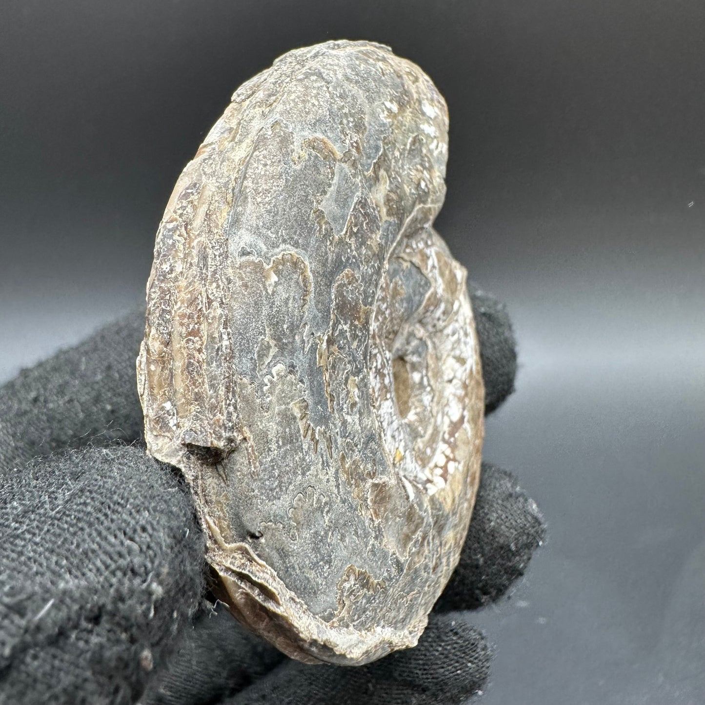 Hildoceras Bifrons Ammonite fossil with box and stand - Whitby, North Yorkshire Jurassic Coast, Yorkshire Fossils from the Jurassic Coast