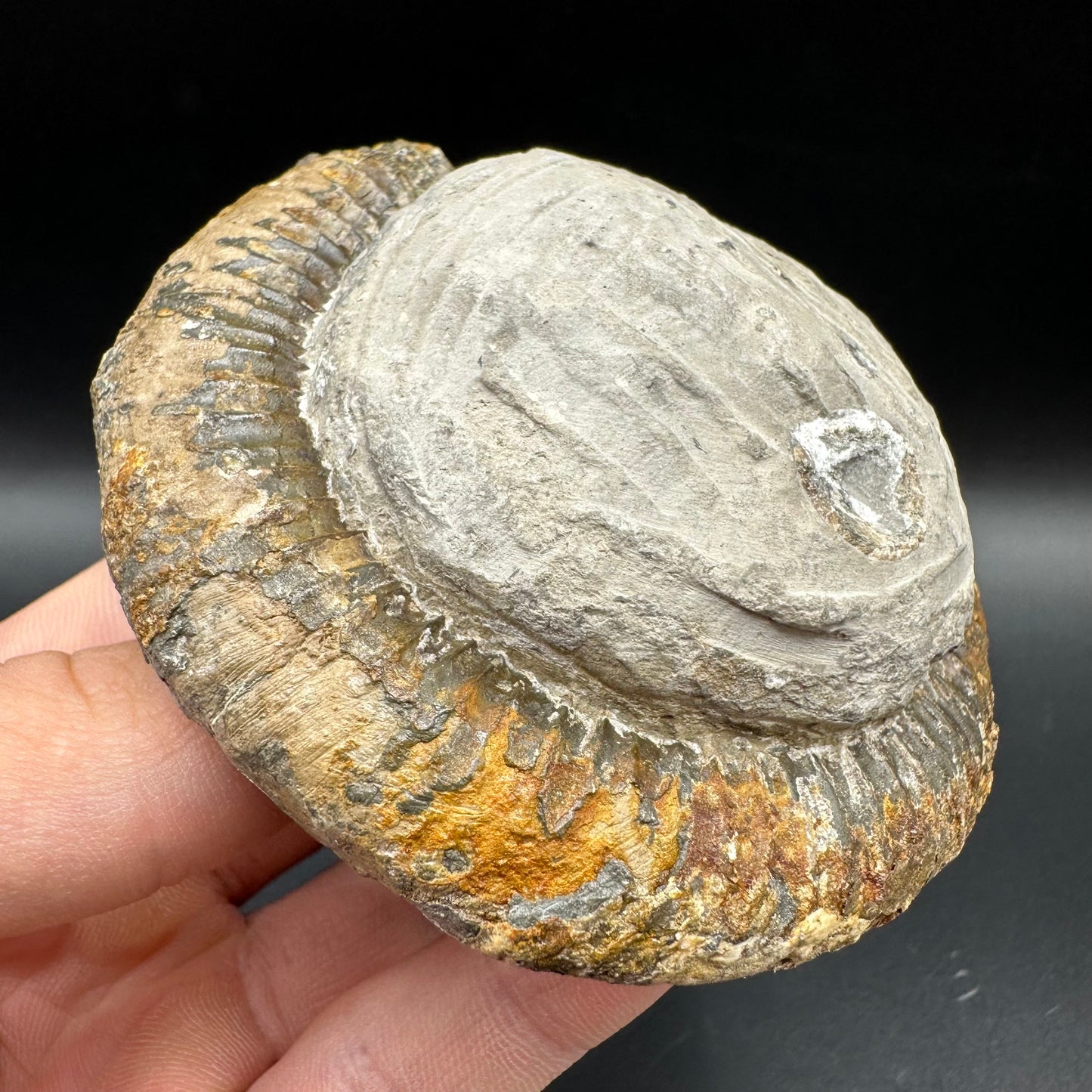 Dactylioceras Ammonite Fossil With Box And Stand - Whitby, North Yorkshire Jurassic Coast Yorkshire Fossils