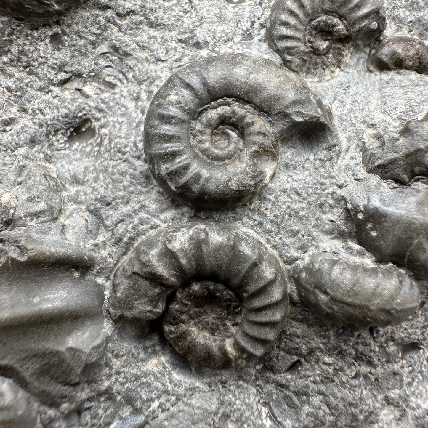 Eugassiceras Ammonite shell fossil with stand - Whitby, North Yorkshire Jurassic Coast Yorkshire Fossils
