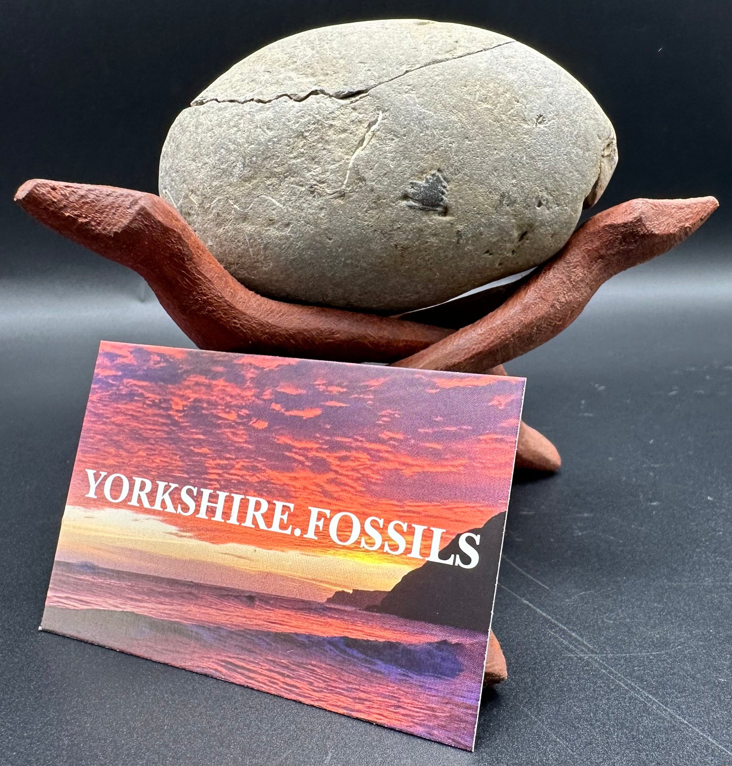 Androgynoceras maculatum Ammonite fossil with box and stand - Whitby, North Yorkshire Jurassic Coast Yorkshire Fossils n