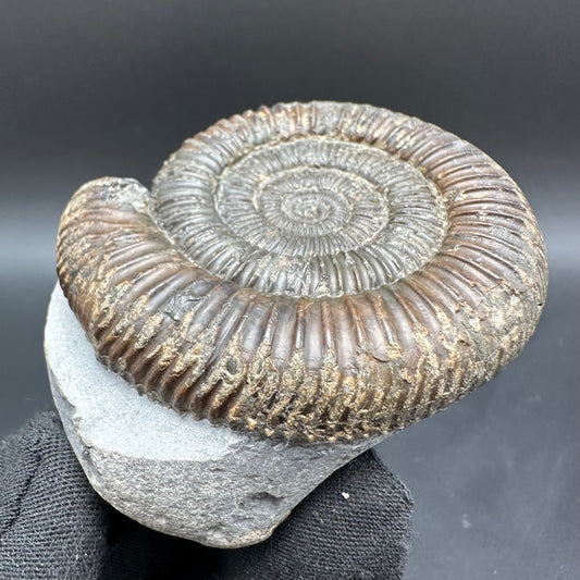 Dactylioceras Ammonite Fossil With Box And Stand - Whitby, North Yorkshire Jurassic Coast Yorkshire Fossils