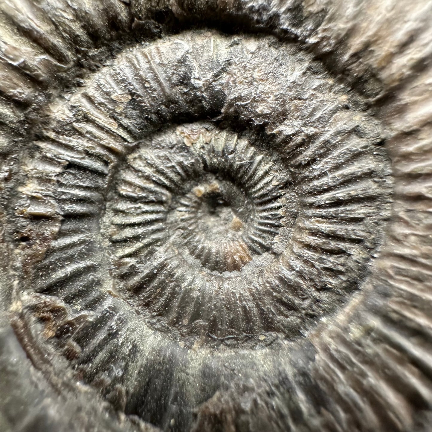 Dactylioceras Ammonite Fossil With Box And Stand - Whitby, North Yorkshire Jurassic Coast Yorkshire Fossils