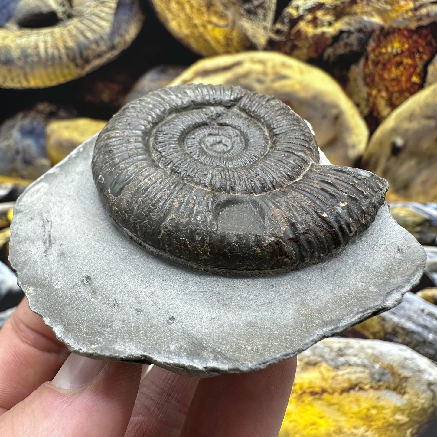 Dactylioceras ammonite fossil - Whitby, North Yorkshire Jurassic Coast