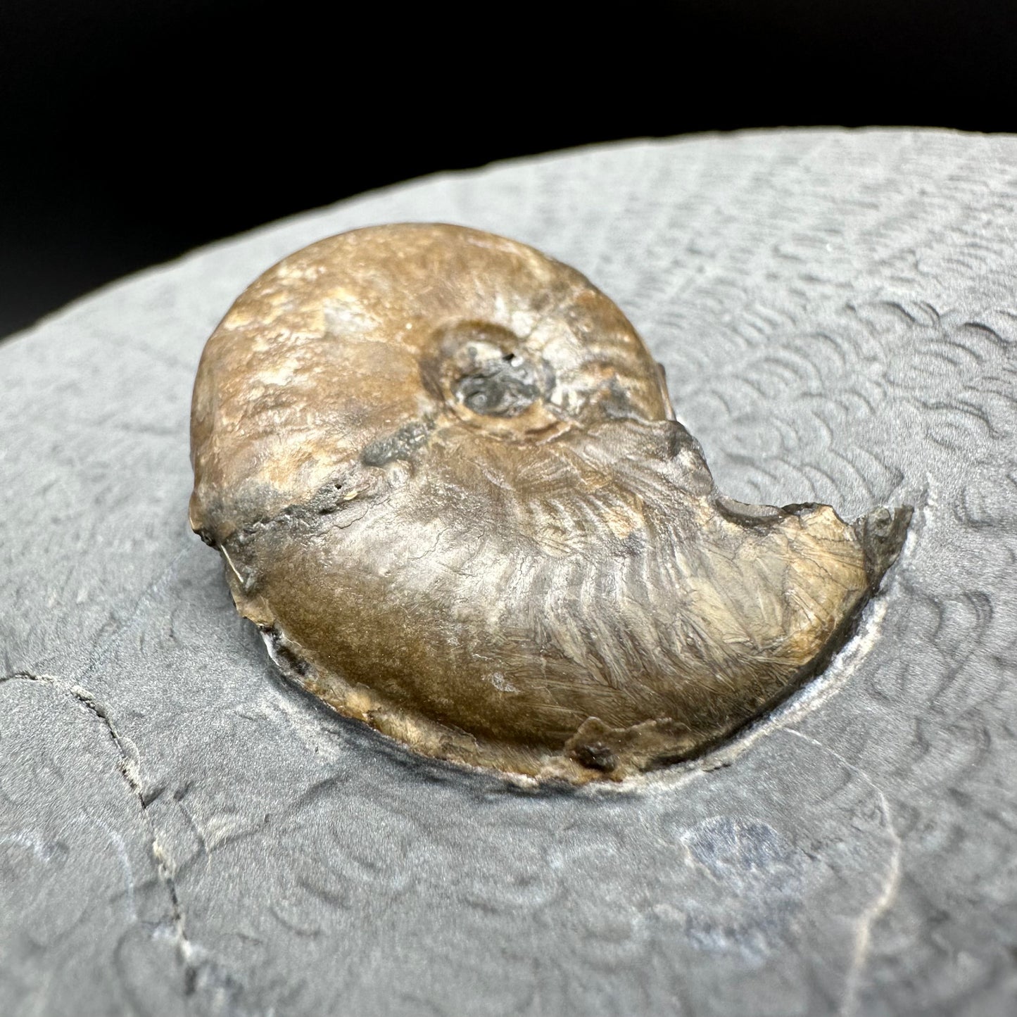 Eleganticeras Elegantulum ammonite with box and stand - Whitby, North Yorkshire Jurassic Coast, Yorkshire Fossils