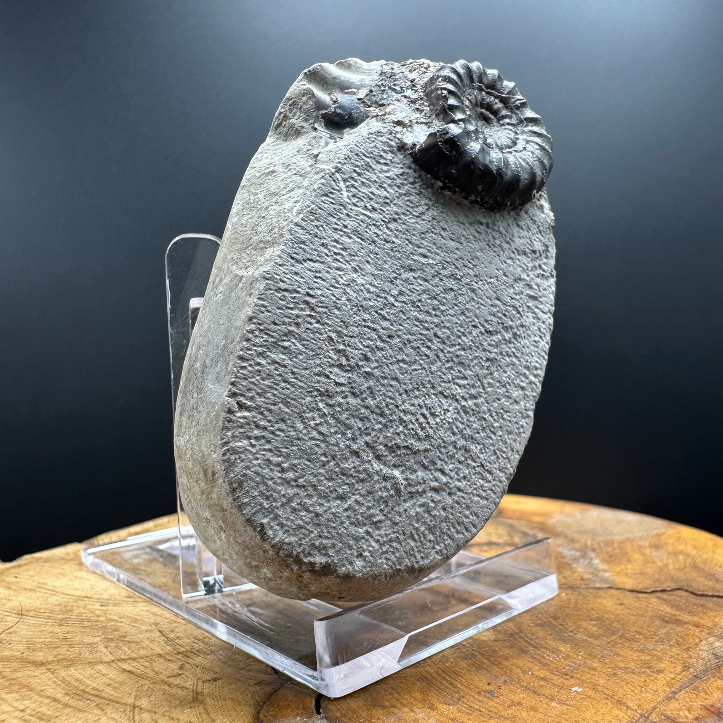 Androgynoceras maculatum ammonite fossil with box and stand - Whitby, North Yorkshire Jurassic Coast Yorkshire Fossils