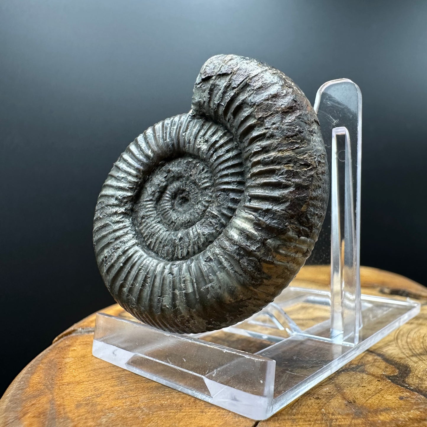 Dactylioceras Ammonite Fossil With box and Stand - Whitby, North Yorkshire Jurassic Coast Yorkshire Fossils